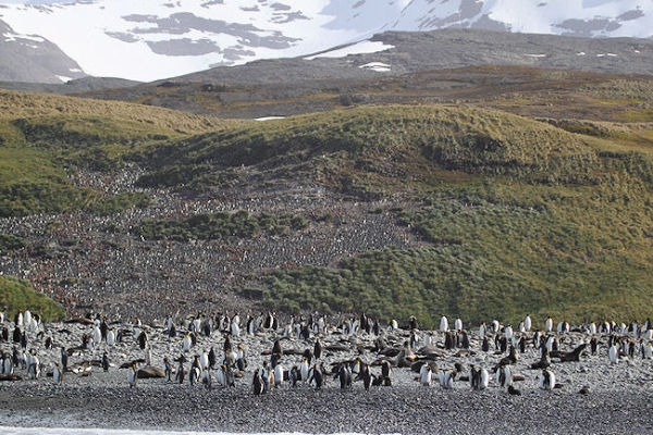 SGeorgia_SalisburyPlain_5033 (1).jpg - A large King Penguin colony and rookery at Salisbury Plain, north coast of South Georgia